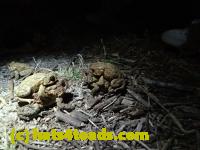 /home//u458753944/public_html/sourcegallery//////////////////////Roxborough Toad Detour/2013-2019/2017/P4110712.JPG